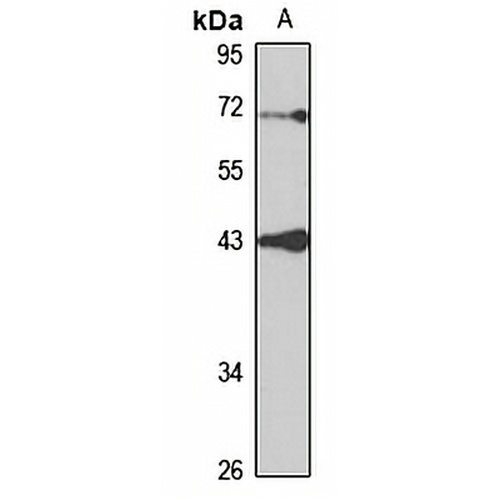 DHCR7 Rabbit Polyclonal Antibody