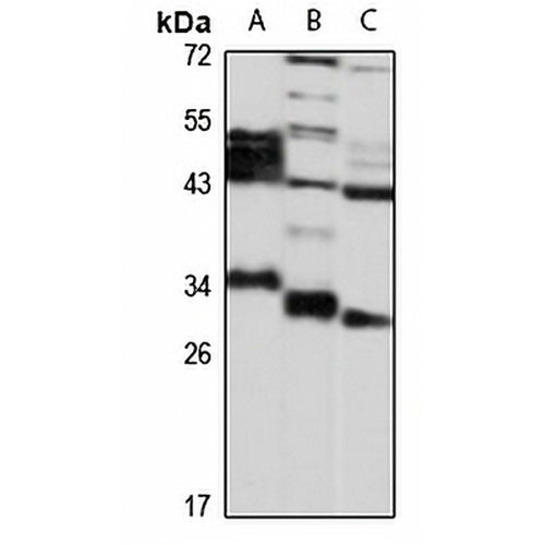 DHRS3 Rabbit Polyclonal Antibody