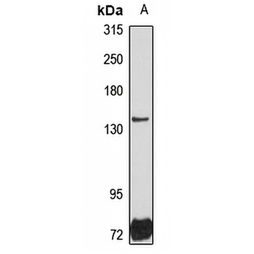 DHX29 Rabbit Polyclonal Antibody