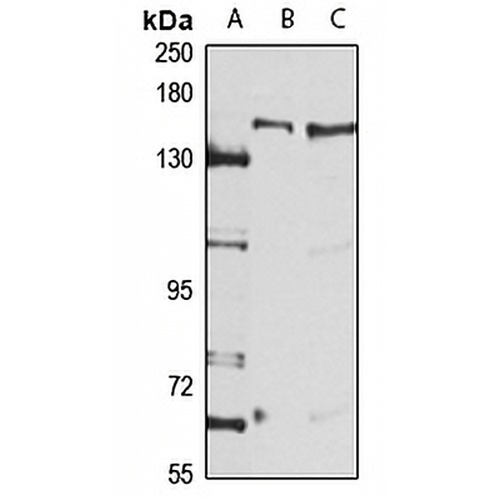 DHX30 Rabbit Polyclonal Antibody