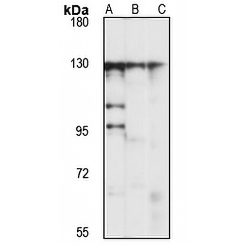 DIS3L Rabbit Polyclonal Antibody