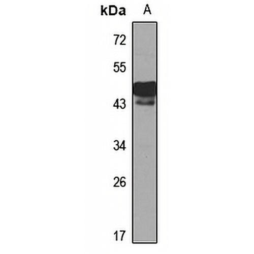 DMRT1 Rabbit Polyclonal Antibody