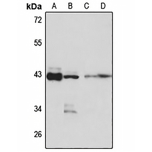 DNAJB12 Rabbit Polyclonal Antibody
