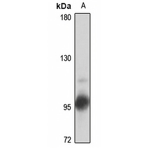 Dynamin 3 Rabbit Polyclonal Antibody