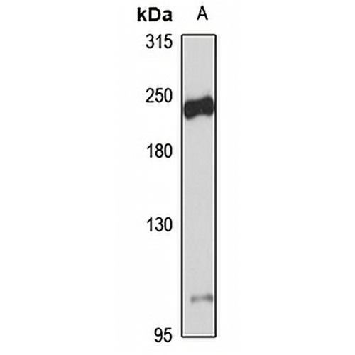 DOCK2 Rabbit Polyclonal Antibody