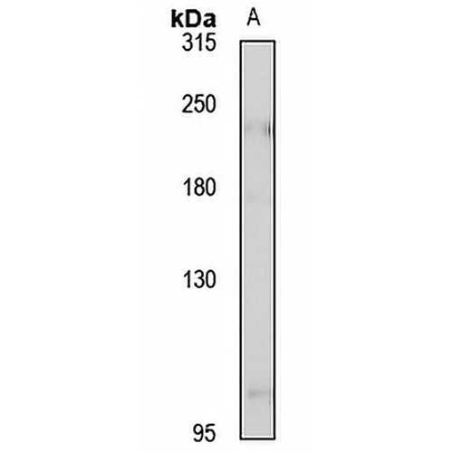 DOCK4 Rabbit Polyclonal Antibody