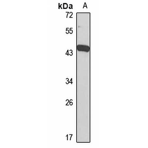 DPEP1 Rabbit Polyclonal Antibody