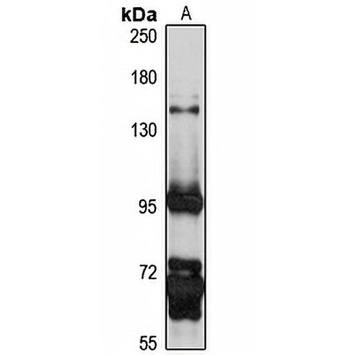 DPRP2 Rabbit Polyclonal Antibody