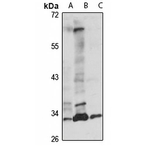 DPPA2 Rabbit Polyclonal Antibody