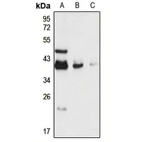 DPPA4 Rabbit Polyclonal Antibody