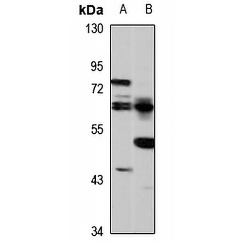 CRMP-4 Rabbit Polyclonal Antibody