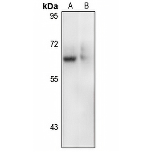 CRMP-5 Rabbit Polyclonal Antibody