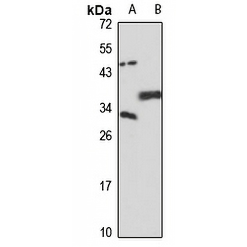 NC2-alpha Rabbit Polyclonal Antibody