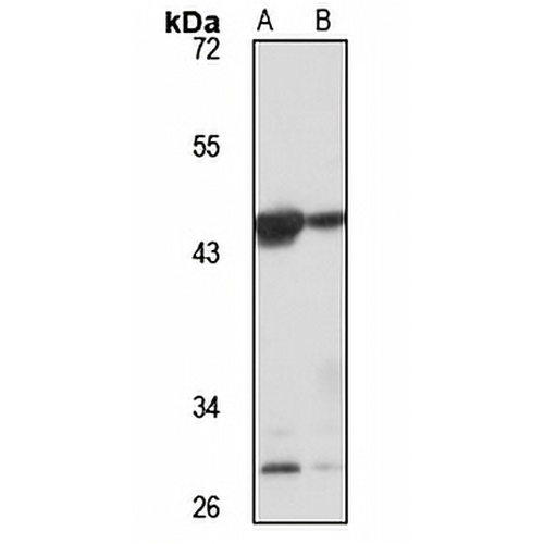 DRG2 Rabbit Polyclonal Antibody