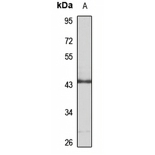 DUSP5 Rabbit Polyclonal Antibody