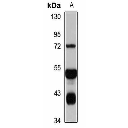 Dishevelled 1 Rabbit Polyclonal Antibody