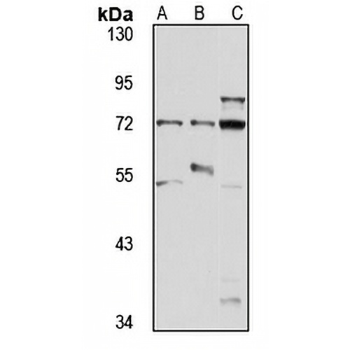 DYRK4 Rabbit Polyclonal Antibody