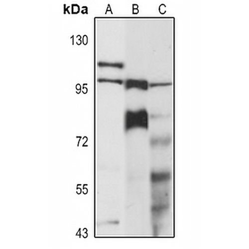 E2F7 Rabbit Polyclonal Antibody