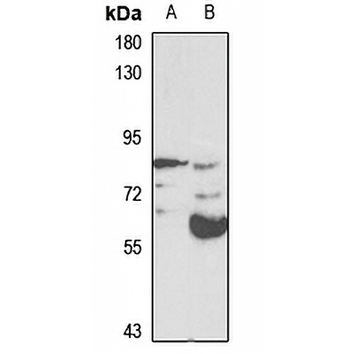E2F8 Rabbit Polyclonal Antibody