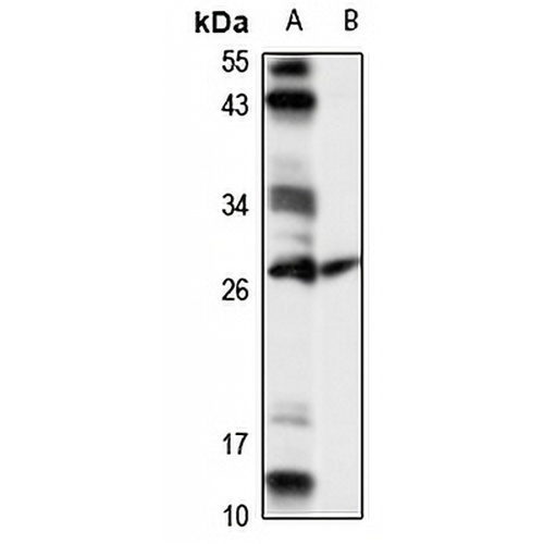EAF1 Rabbit Polyclonal Antibody
