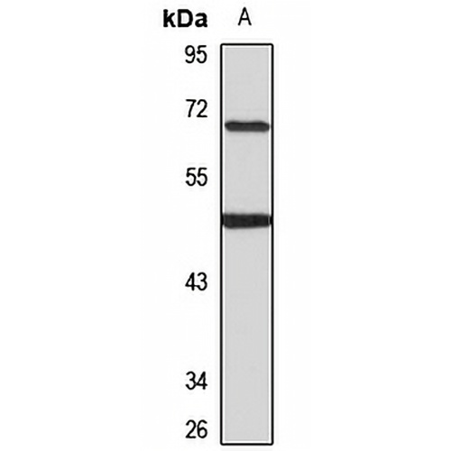 EBF1 Rabbit Polyclonal Antibody
