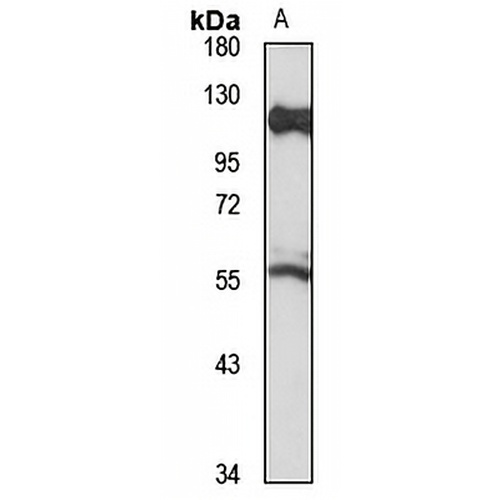 COE3 Rabbit Polyclonal Antibody
