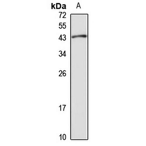 ET-3 Rabbit Polyclonal Antibody