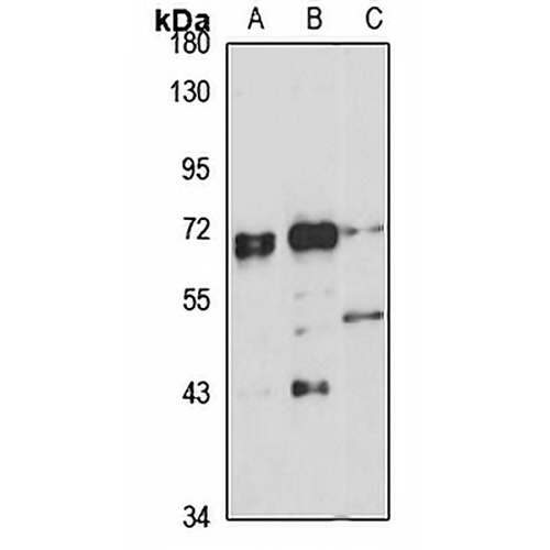 EED Rabbit Polyclonal Antibody