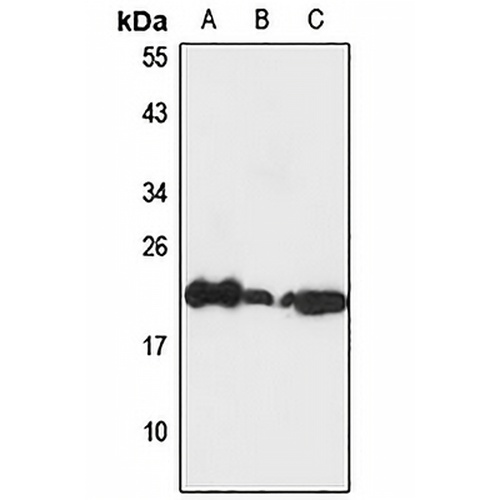 EEF1E1 Rabbit Polyclonal Antibody