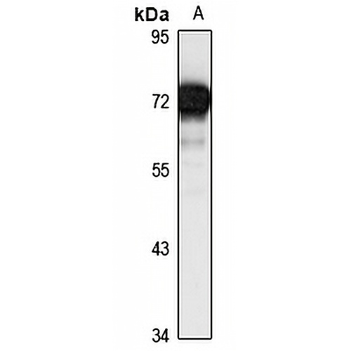 SELB Rabbit Polyclonal Antibody