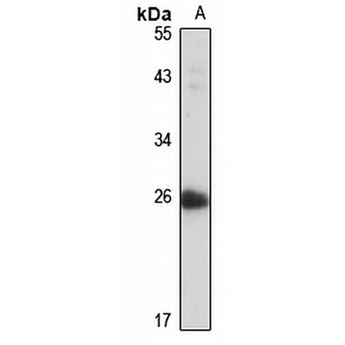 Swiprosin-1 Rabbit Polyclonal Antibody