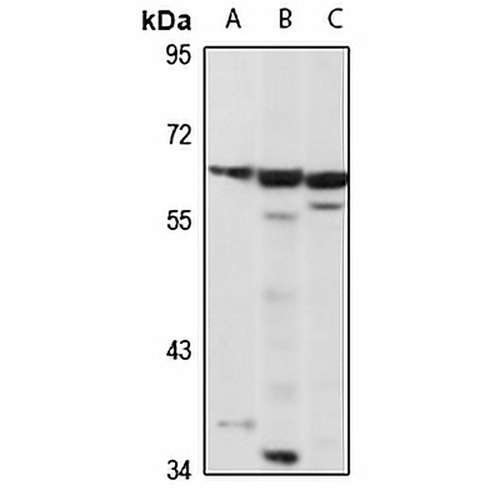 EGR-1 Rabbit Polyclonal Antibody