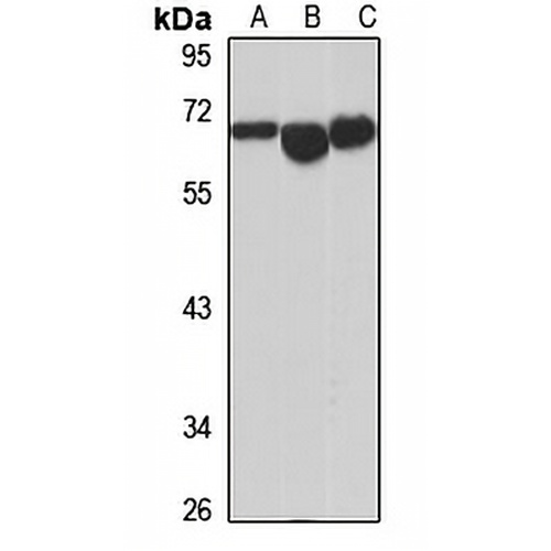 EHD2 Rabbit Polyclonal Antibody