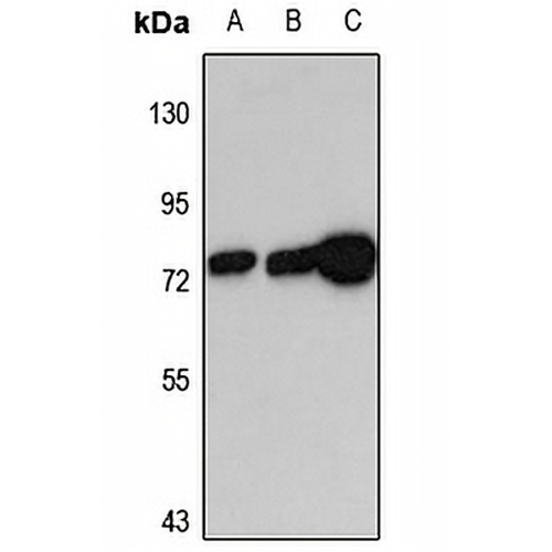 EHD4 Rabbit Polyclonal Antibody