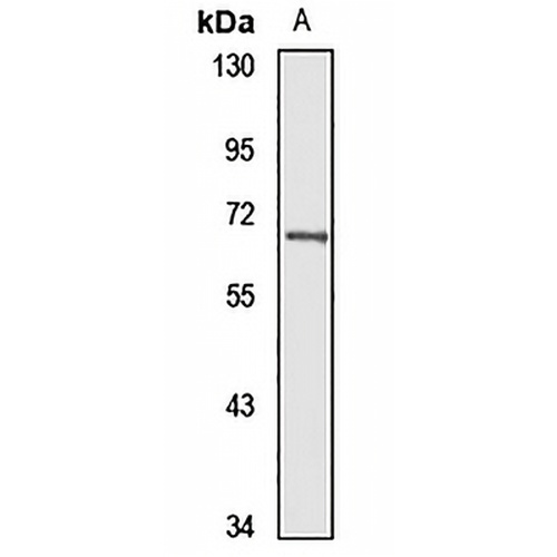 eIF2 alpha Rabbit Polyclonal Antibody