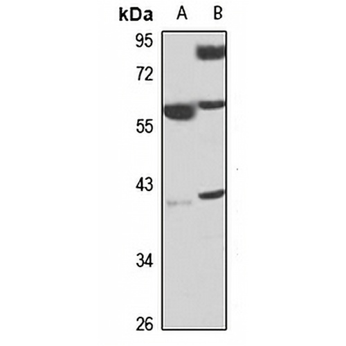 EIF2B Rabbit Polyclonal Antibody