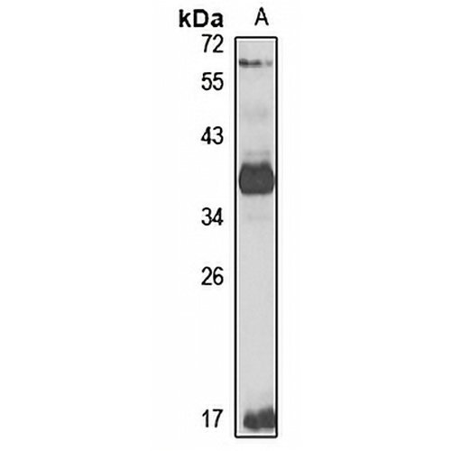 eIF3 beta Rabbit Polyclonal Antibody