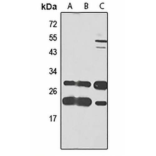 eIF4H Rabbit Polyclonal Antibody