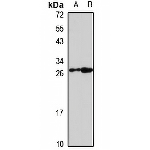 Neutrophil Elastase Rabbit Polyclonal Antibody