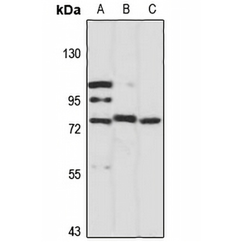 Elmo2 Rabbit Polyclonal Antibody