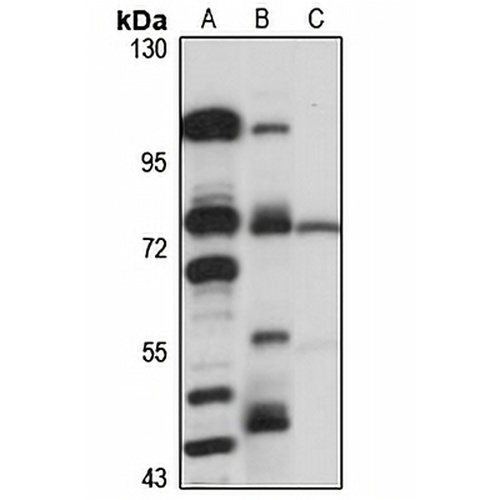 ELTD1 Rabbit Polyclonal Antibody