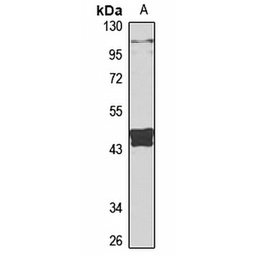 Eme2 Rabbit Polyclonal Antibody