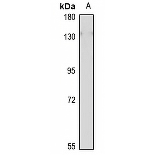 EMILIN-1 Rabbit Polyclonal Antibody