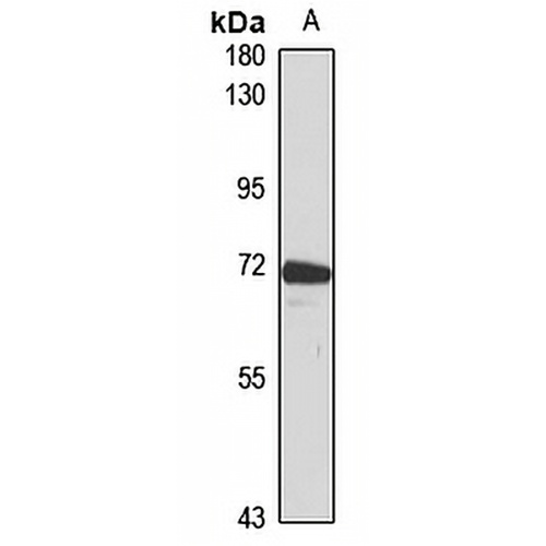 EML2 Rabbit Polyclonal Antibody