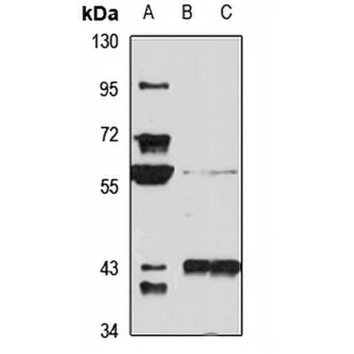 ENC1 Rabbit Polyclonal Antibody