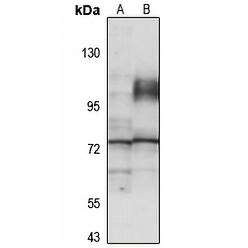 CNOX Rabbit Polyclonal Antibody