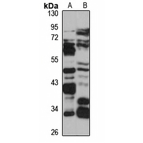 ENPP6 Rabbit Polyclonal Antibody