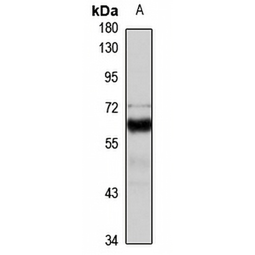CD39L3 Rabbit Polyclonal Antibody
