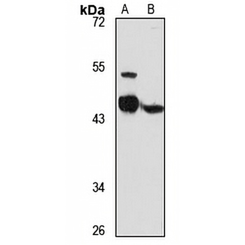 CD39L2 Rabbit Polyclonal Antibody