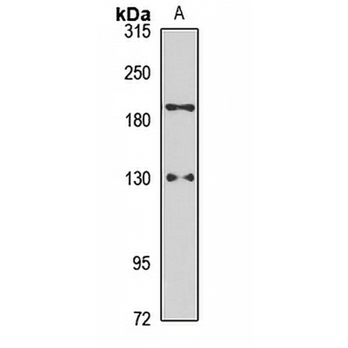 PARS Rabbit Polyclonal Antibody